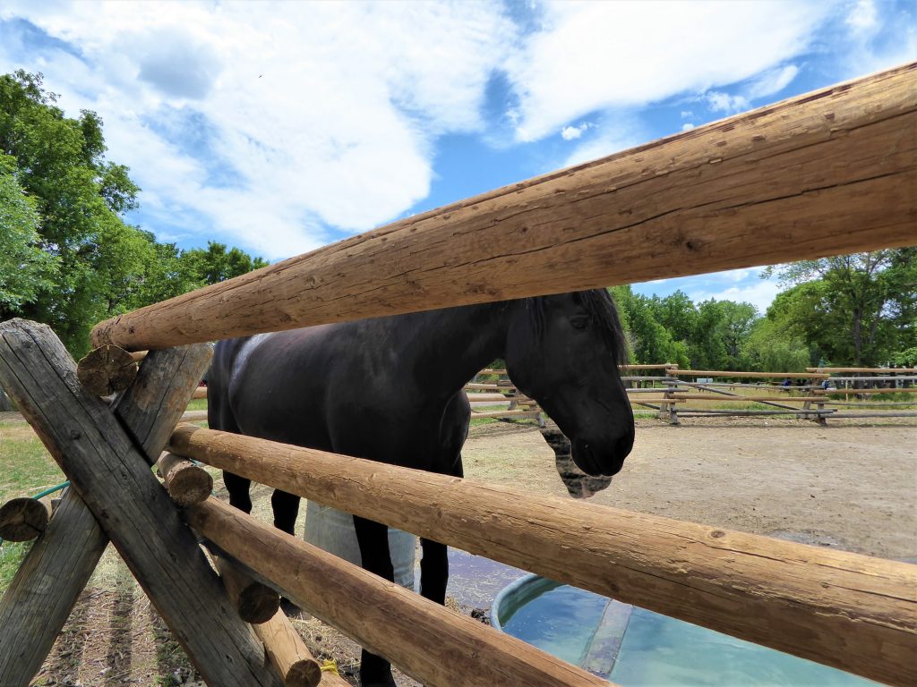 Four Mile Historic Park Horse