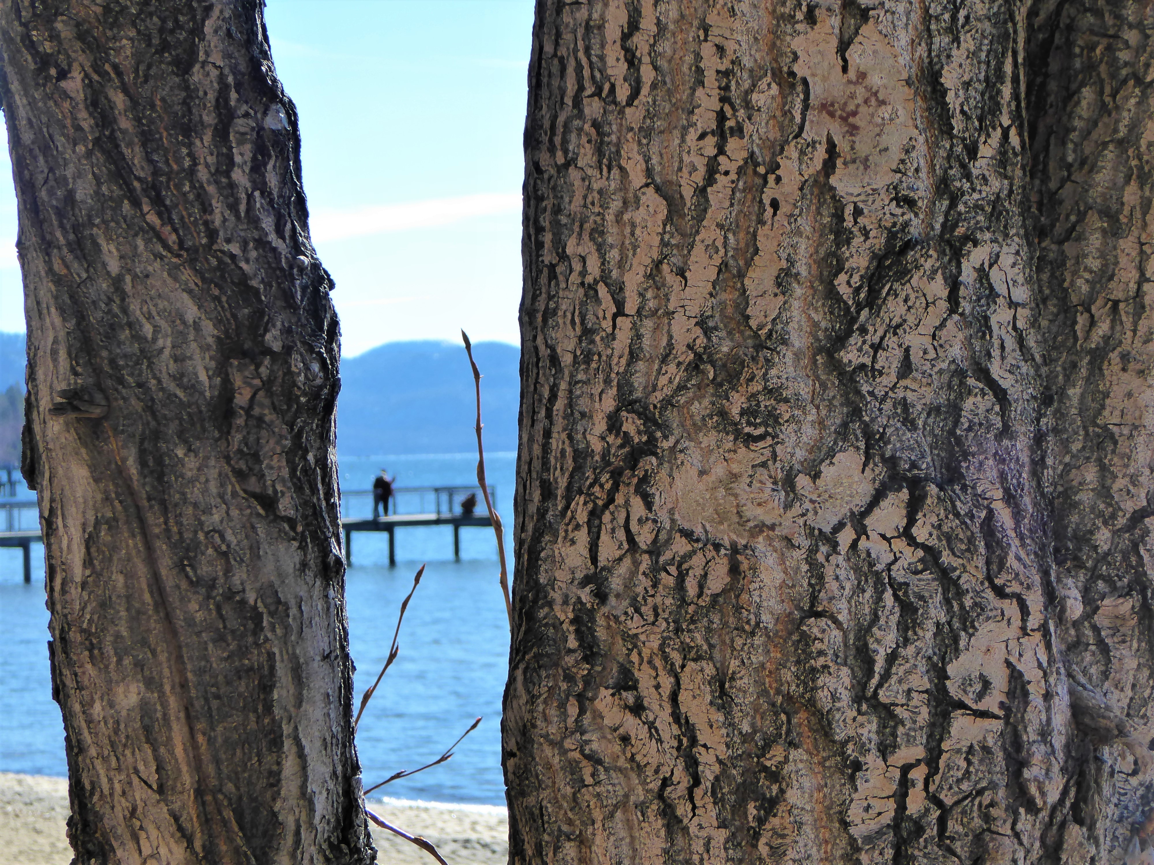 Kings Beach Lake Tahoe Tree