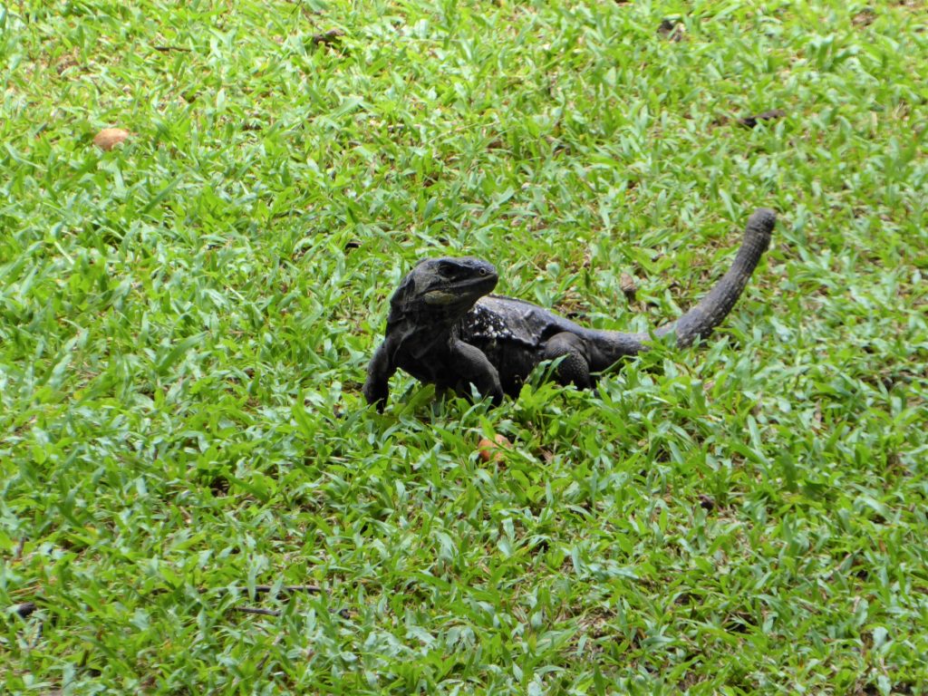 Gumbalimba Park Roatan Island Iguana