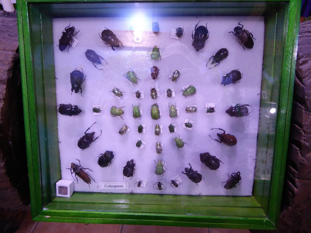 Gumbalimba Park Roatan Island Insectarium