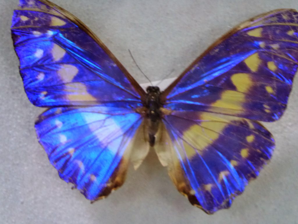 Gumbalimba Park Roatan Island Butterfly