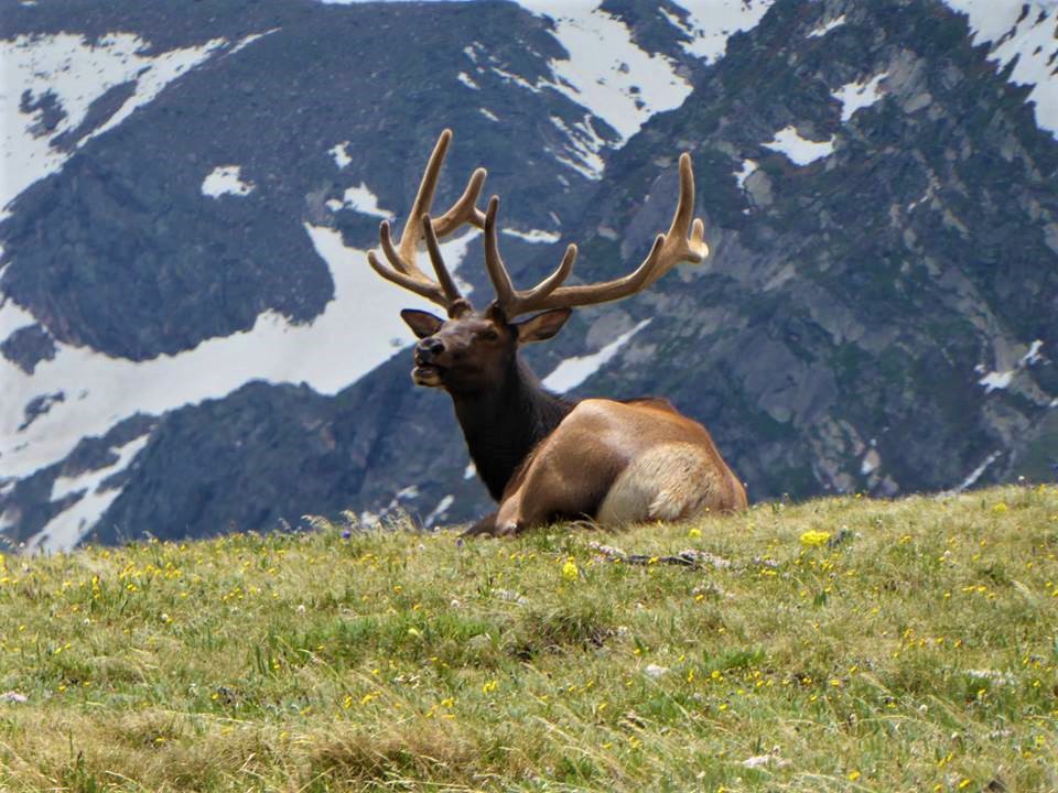 Elk