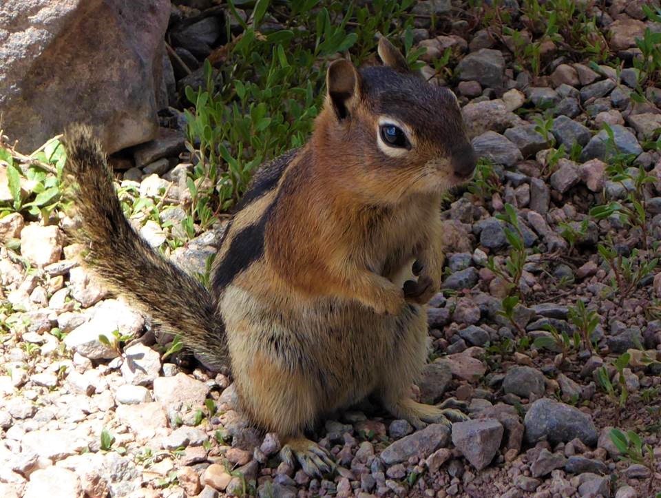 Chipmunk