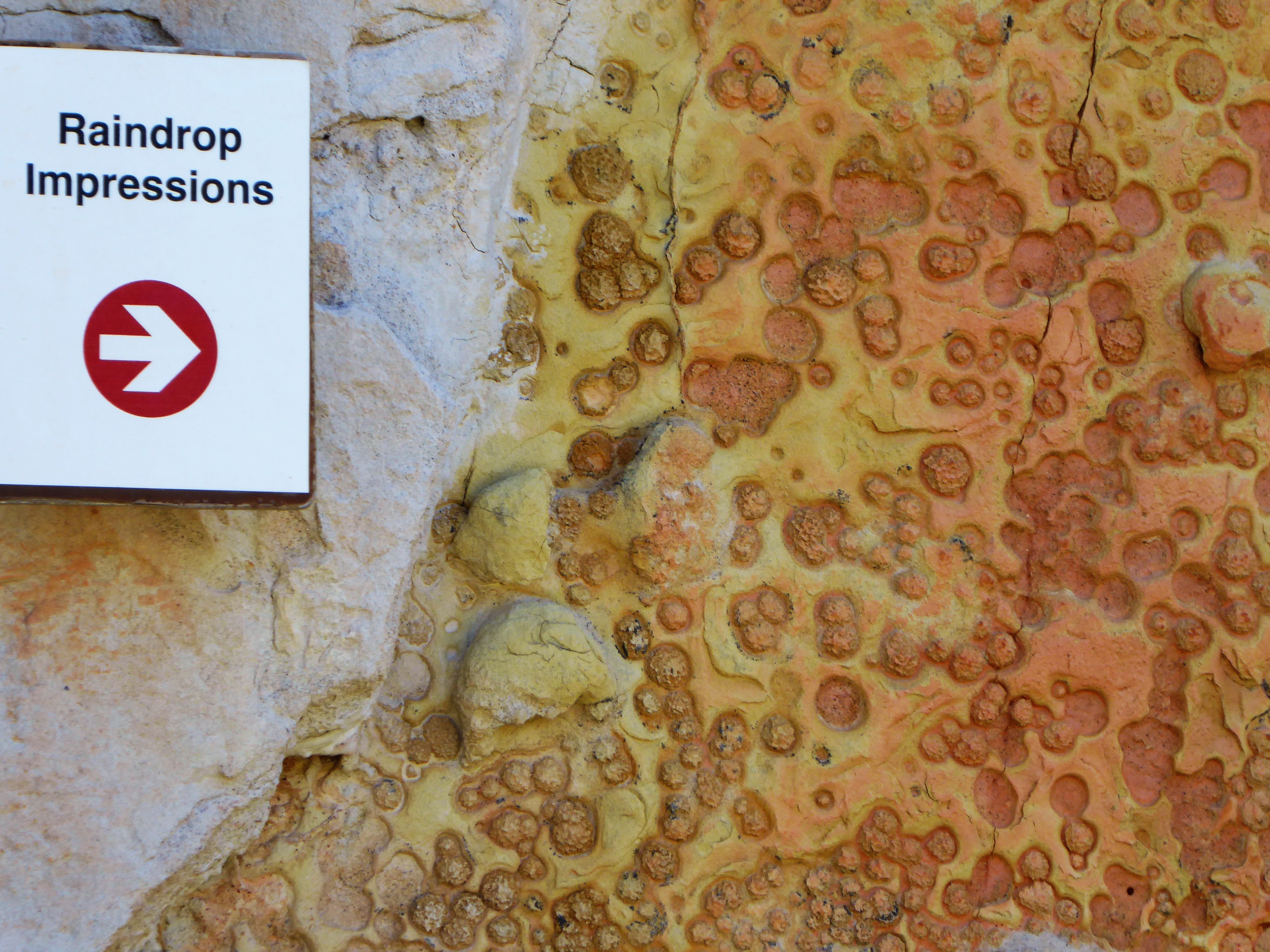 Prehistoric Raindrops at Triceratops Trail