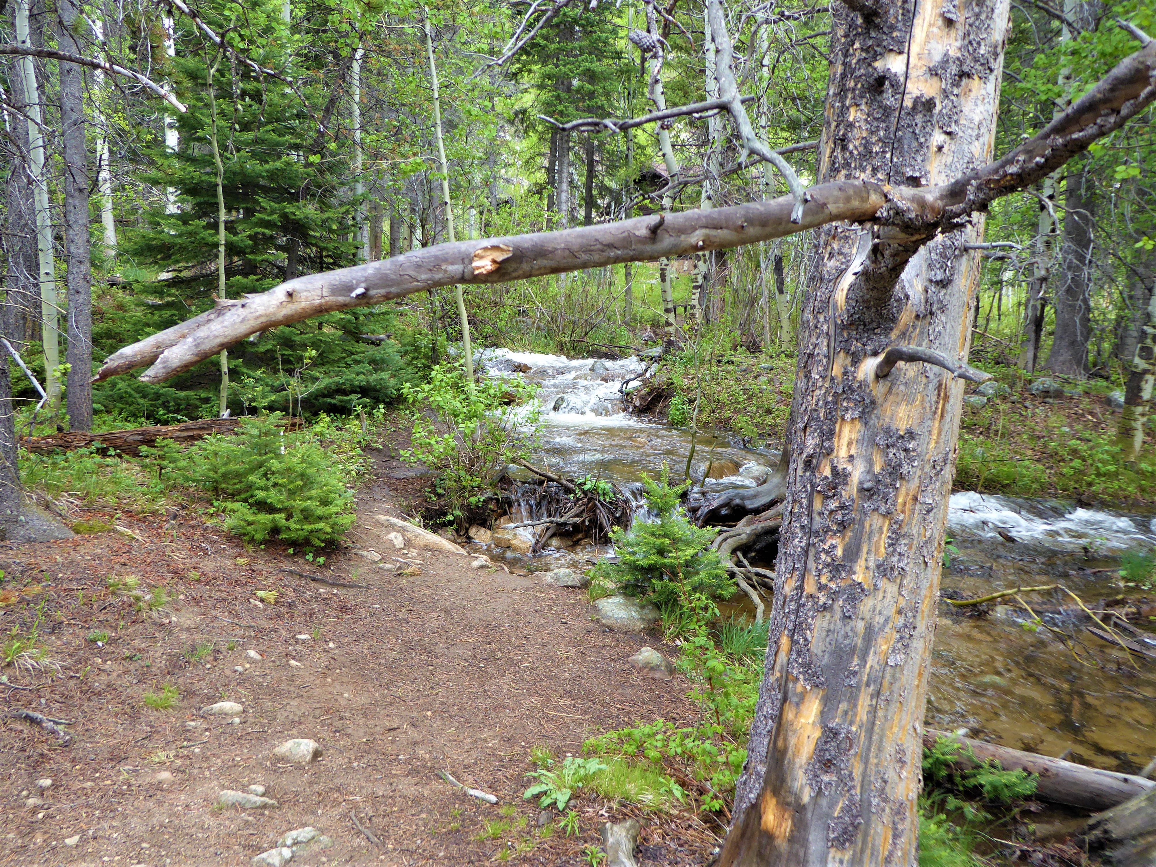 Wild Basin Trail RMNP