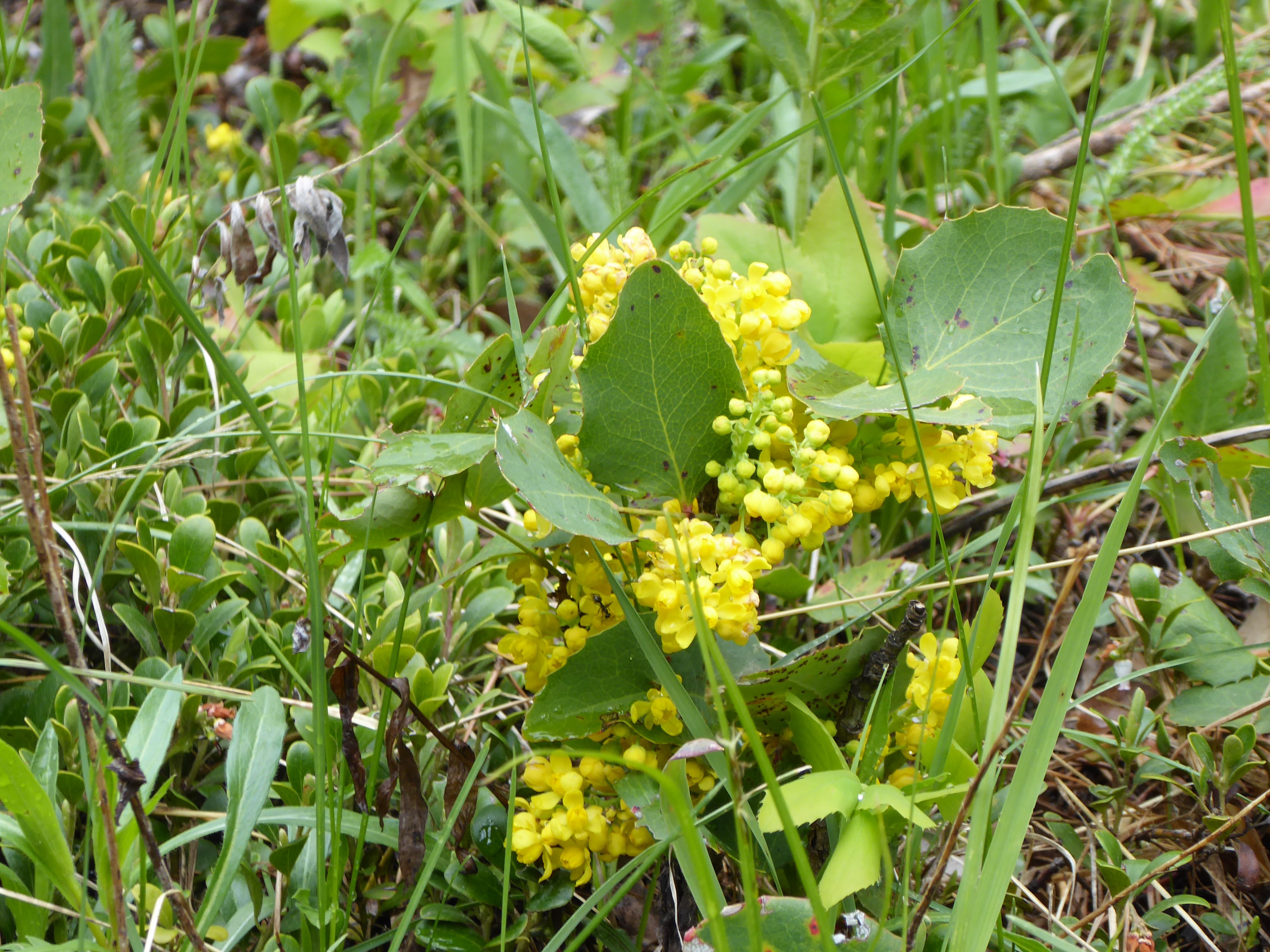 Rocky Mountain National Park Wildflower