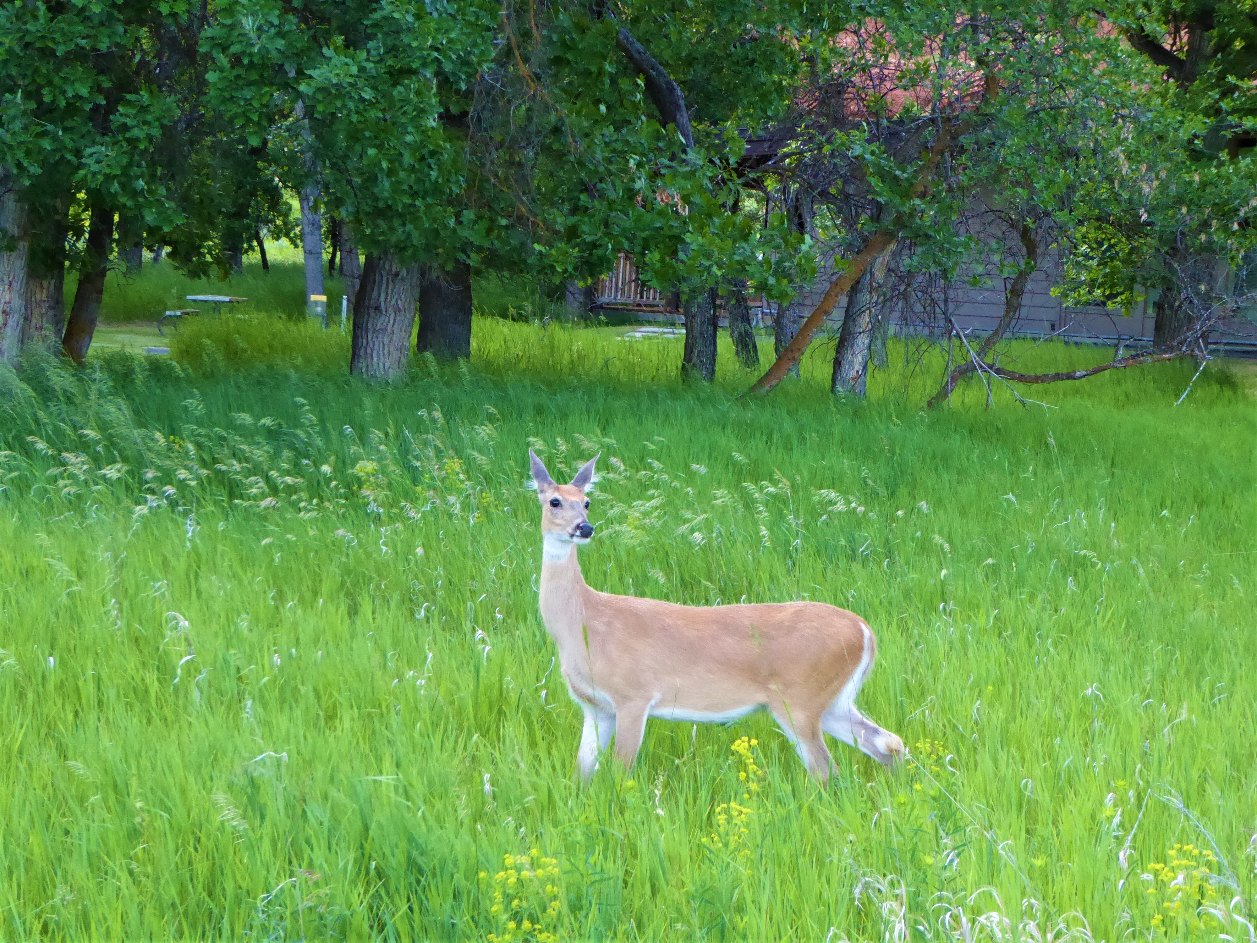 Devils Tower Deer