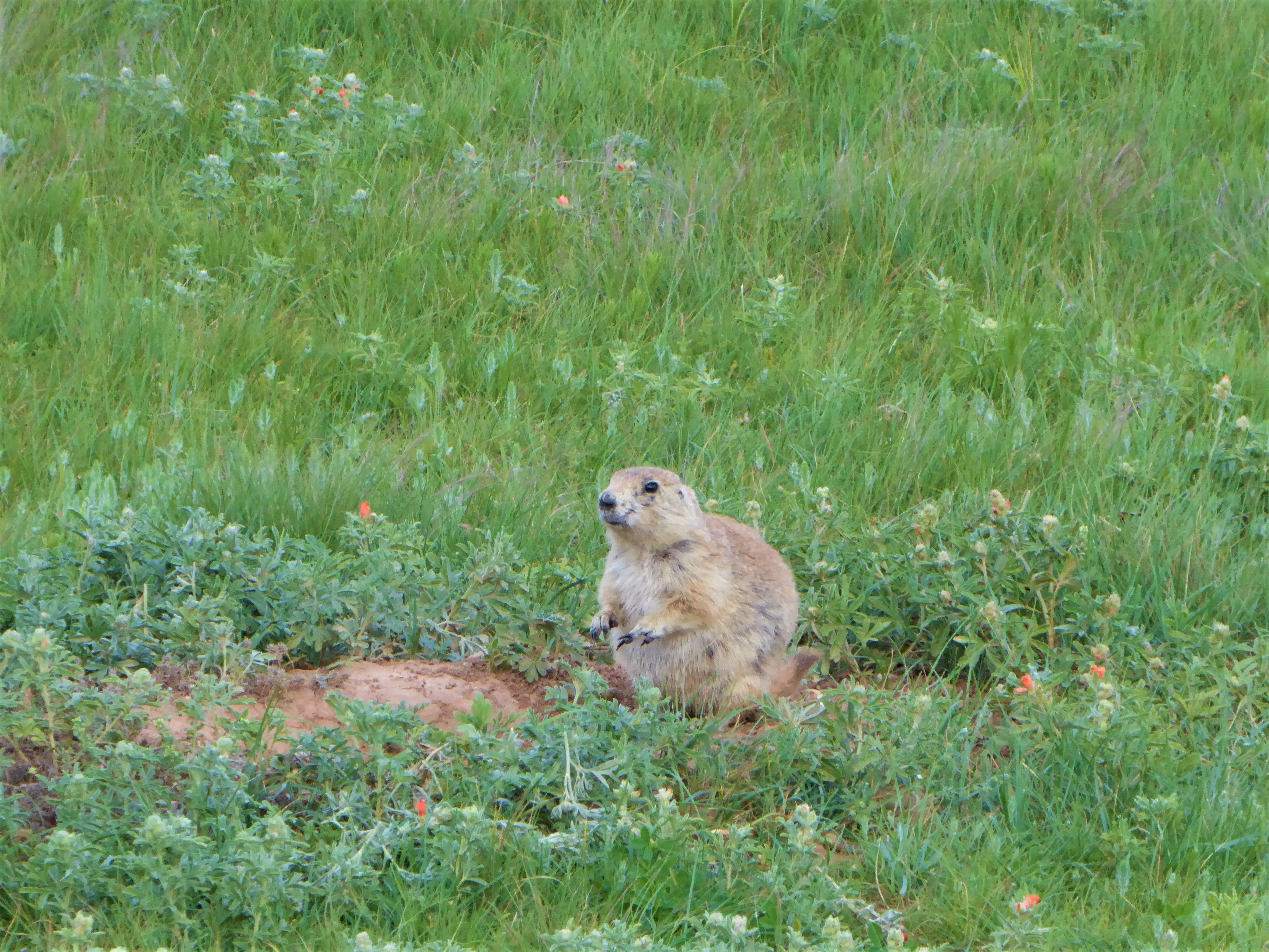 Devils Tower Groundhog