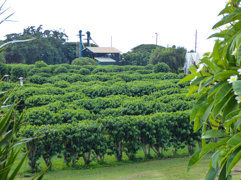 Kauai Coffee Company