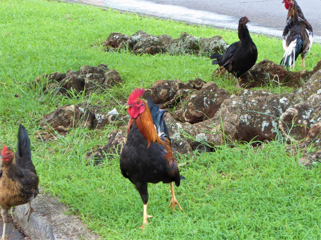 Kauai Wild Chickens