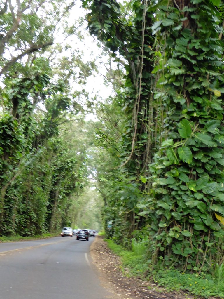 Kauai's Tree Tunnel