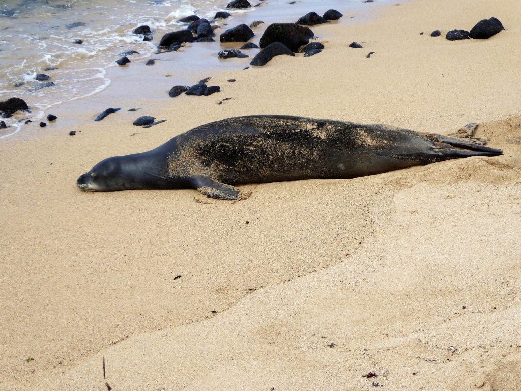 Monk Seal Lawai Beach