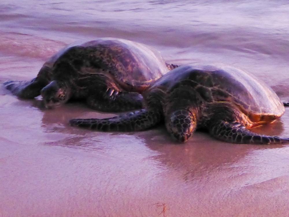 Sea Turtles