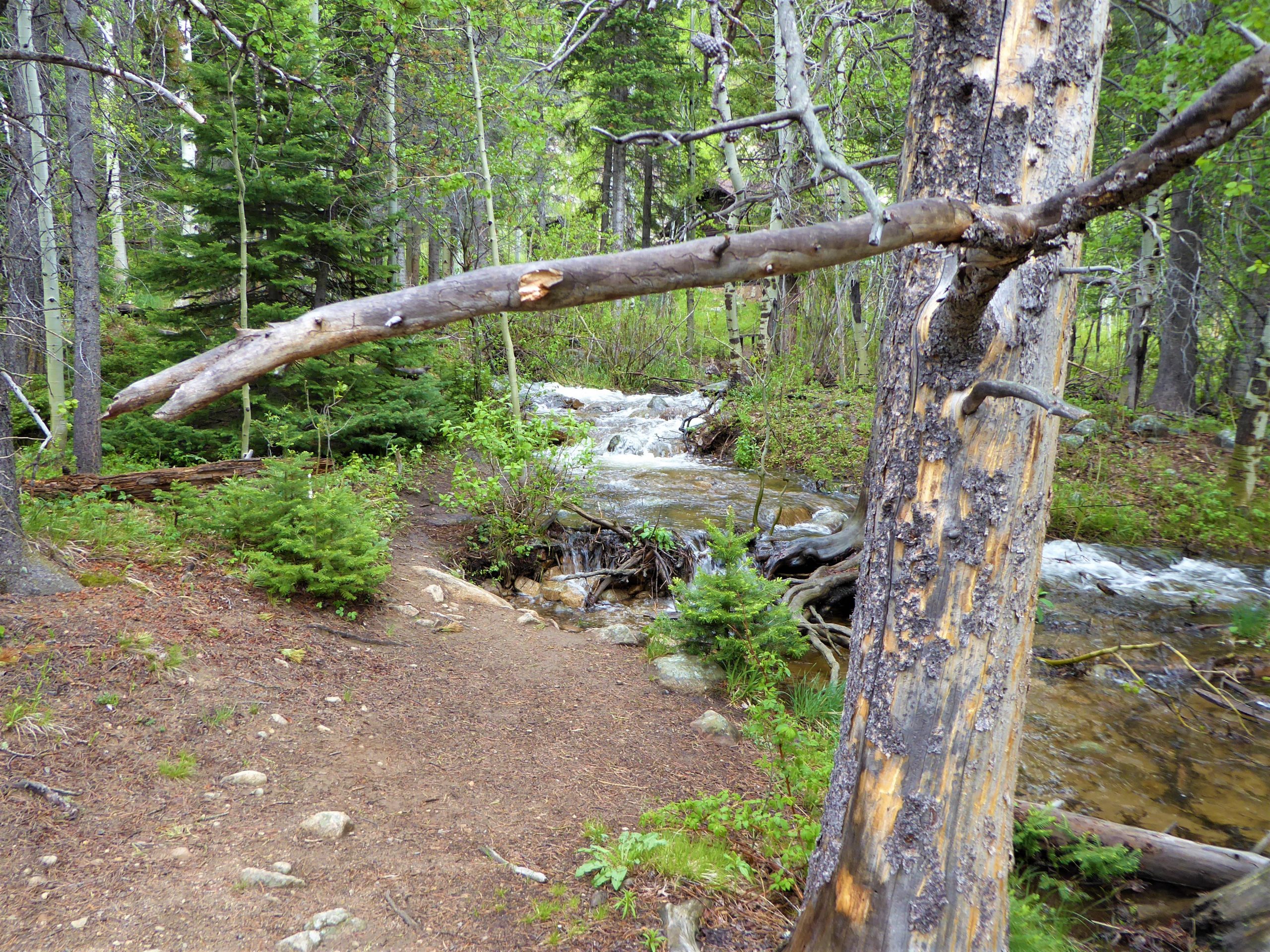 Along the Wild Basin Trail