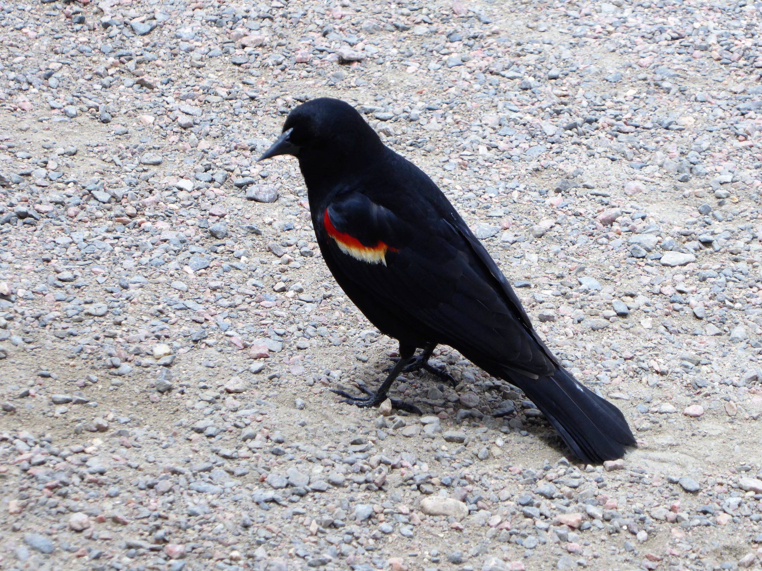 Bird at Lily Lake