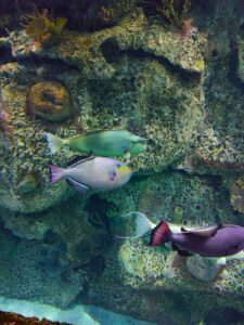 Fish at Las Vegas' Shark Reef