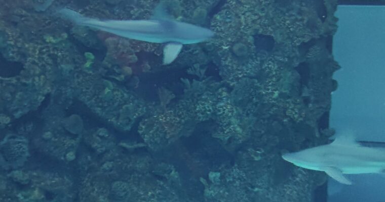 Explore the Captivating Shark Reef in Las Vegas