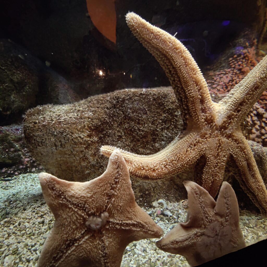 Shark Reef Las Vegas Starfish