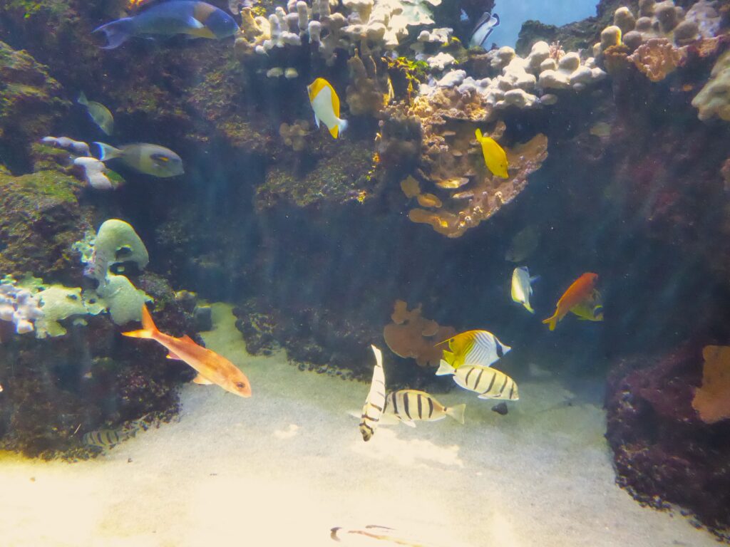 Oahu Hidden Gems Waikiki Aquarium