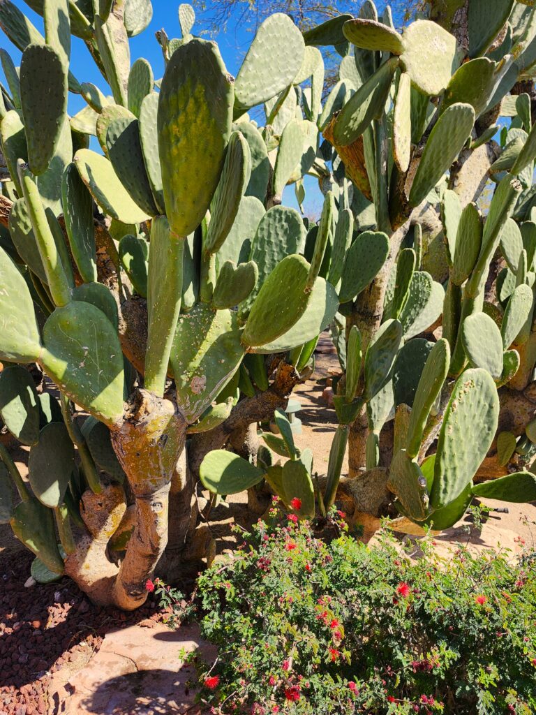 Cacti at Ethel M Chocolate