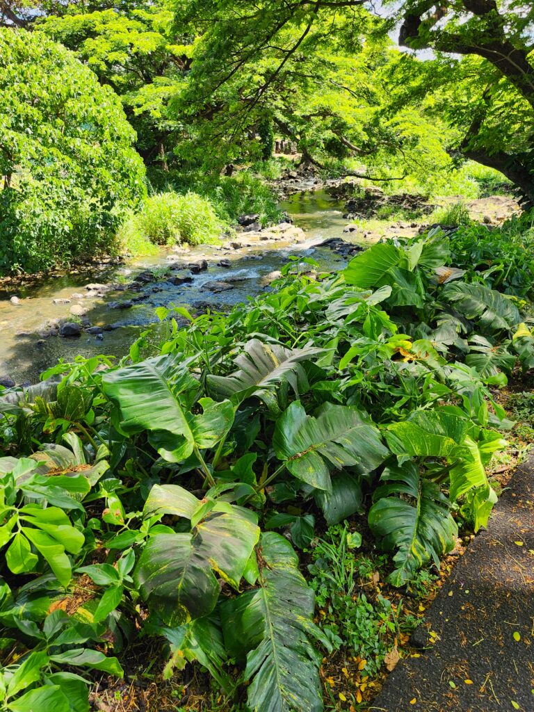 Botanical Garden Stream