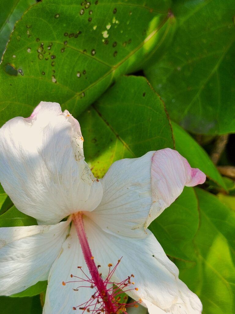 Hibiscus at Oahu Botanical Garden