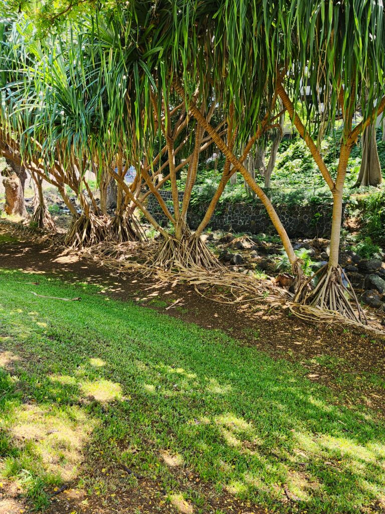 Hala trees in Honolulu garden