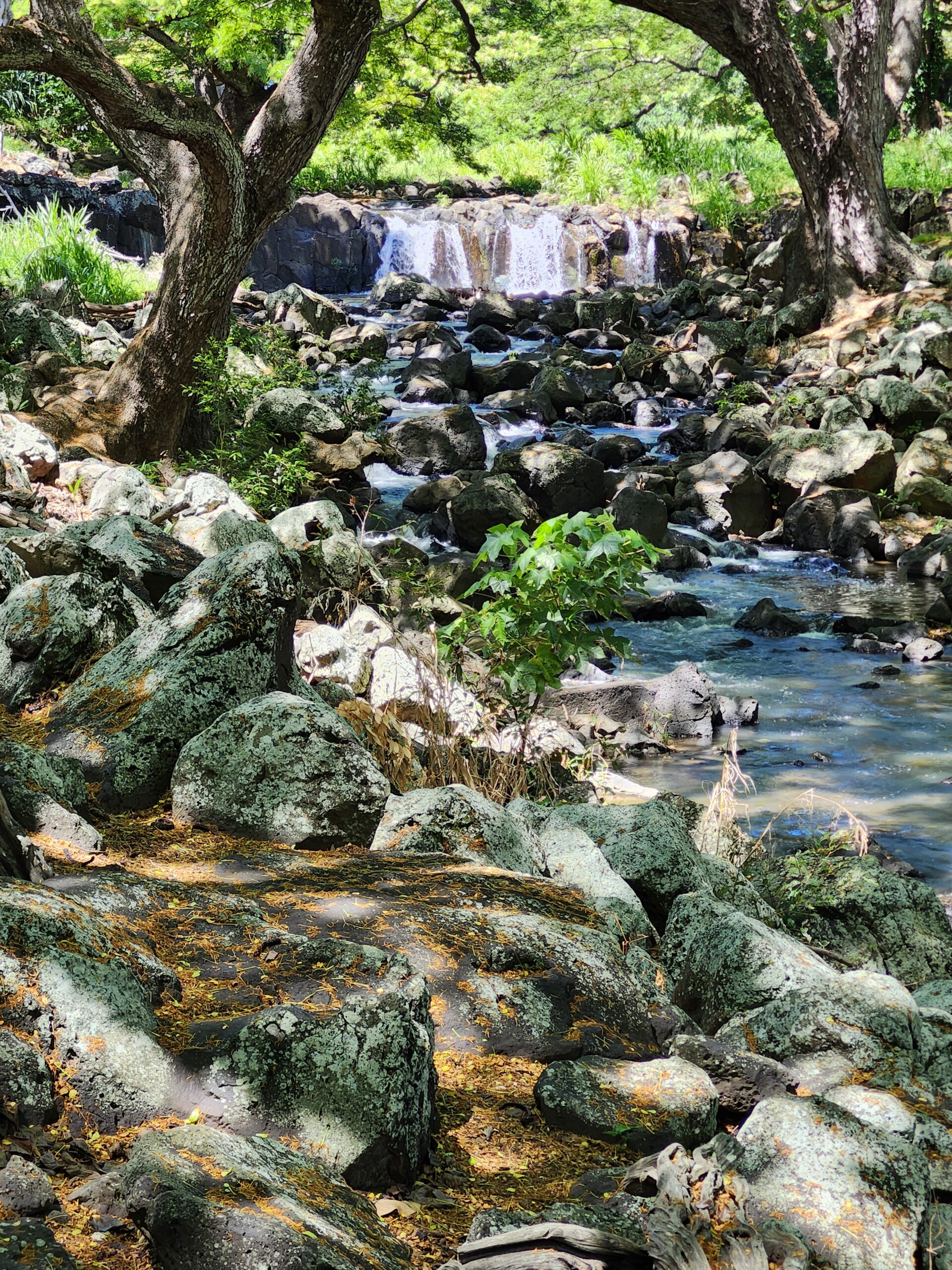 Oahu’s Lili’uokalani Botanical Garden