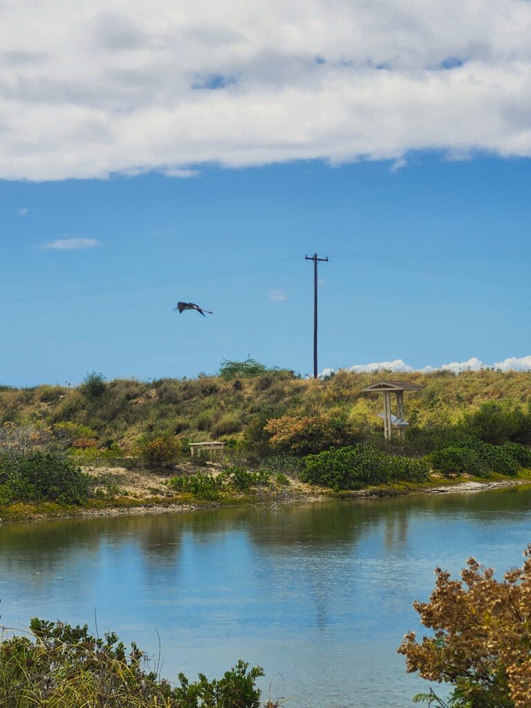 Hawaiian Stilt flying