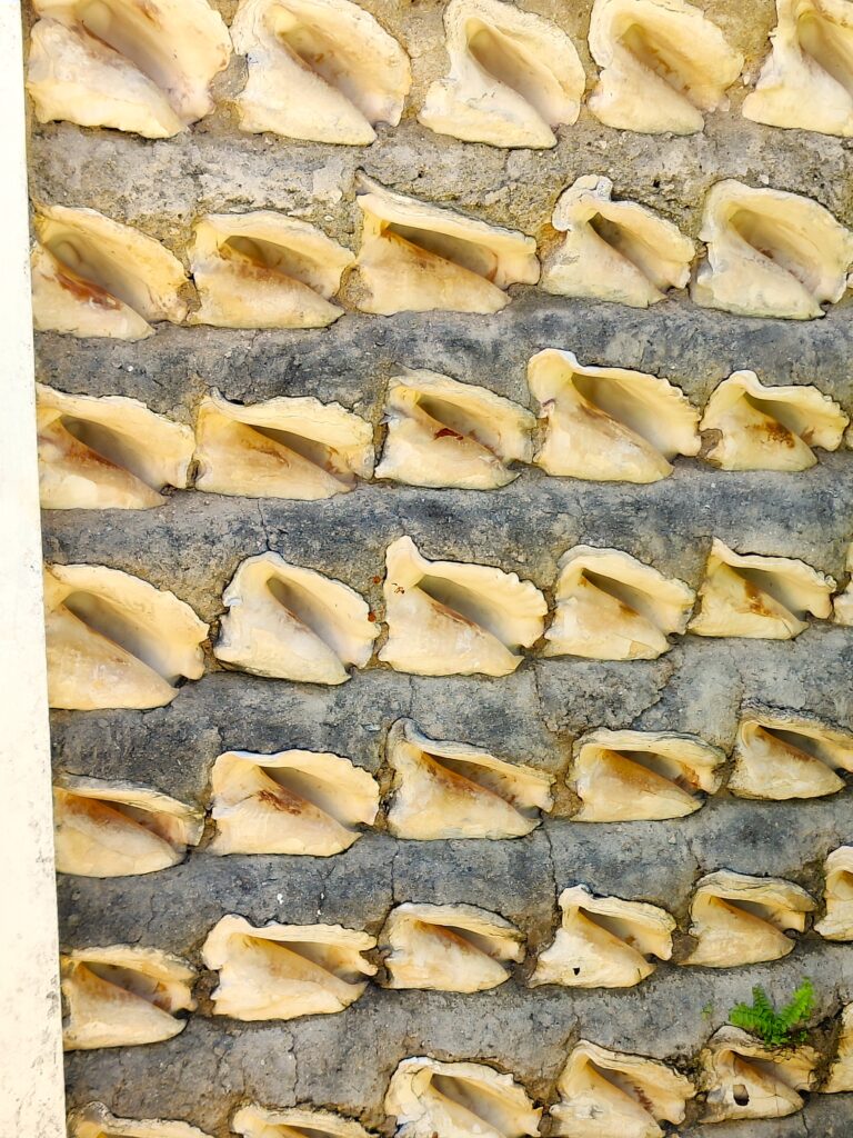 Conch Shell wall