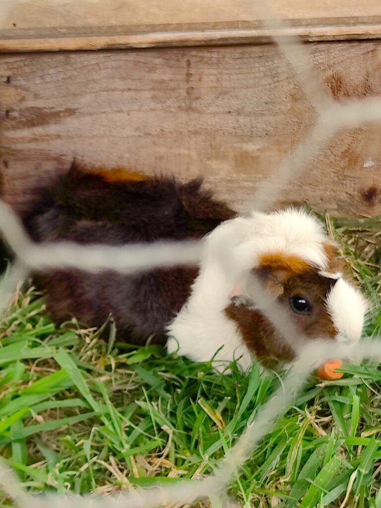 Kauai Guinea Pig