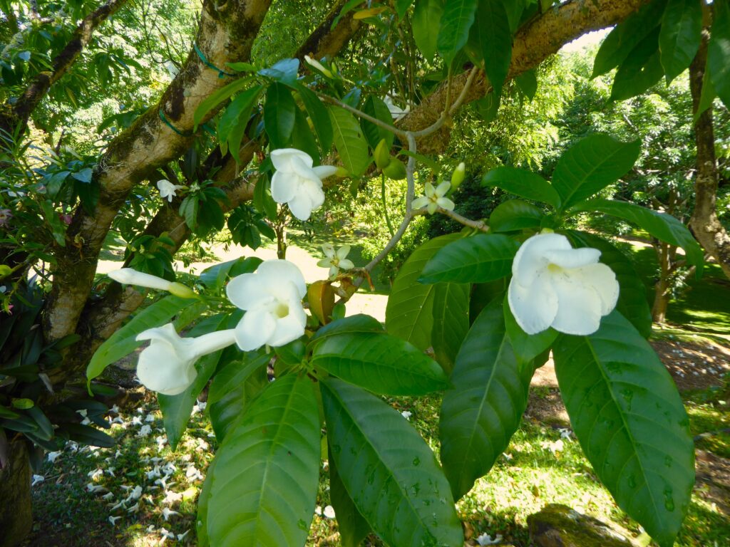 Plumeria at Princeville Botanical Garden