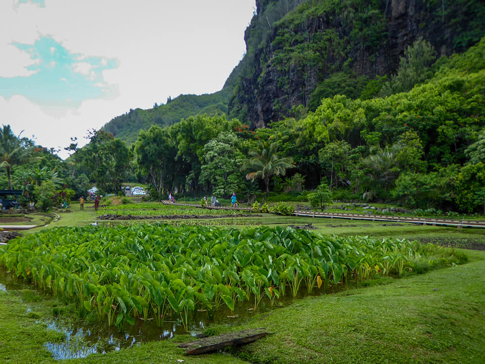 Taro at Ha'ena State Park