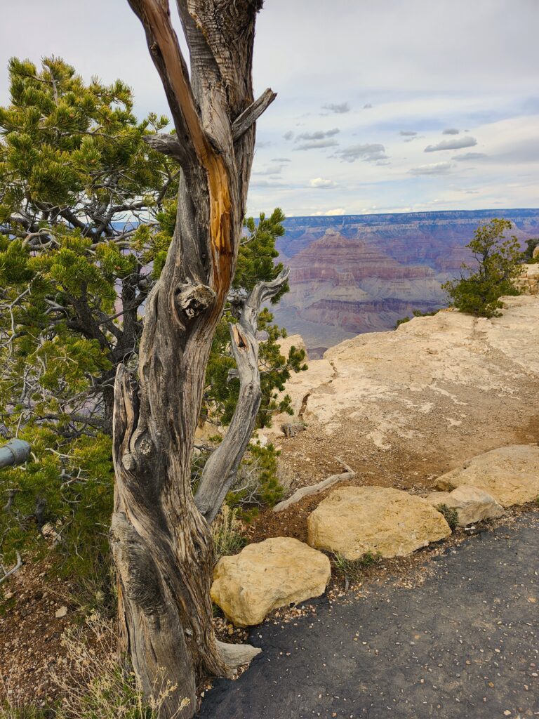 Tree, Path and Canyon