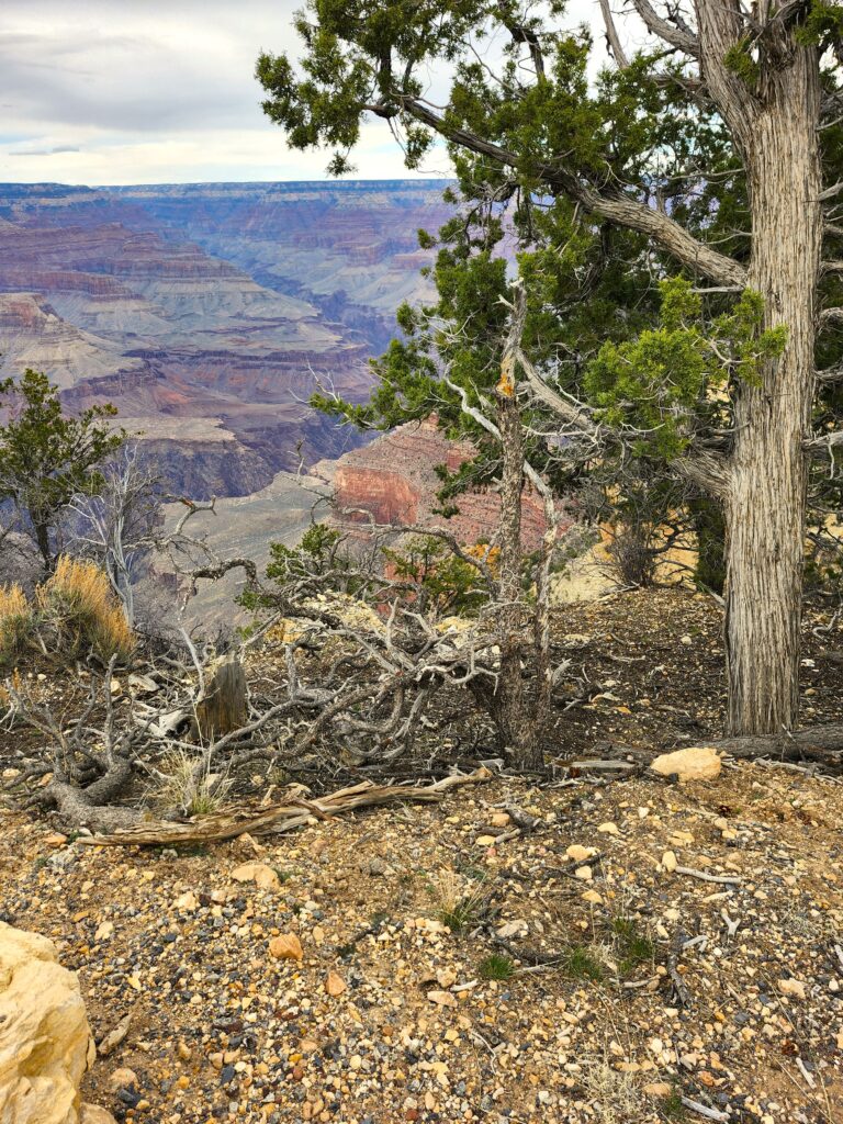 Trees at Grand Canyon