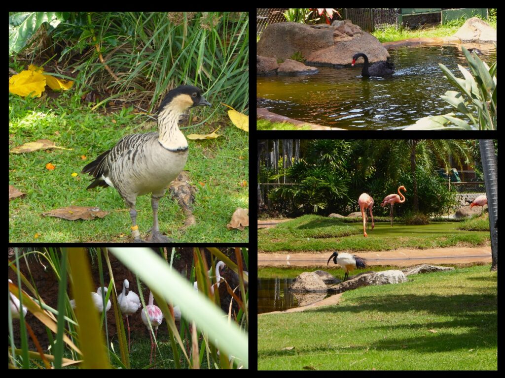 Honolulu Zoo Birds