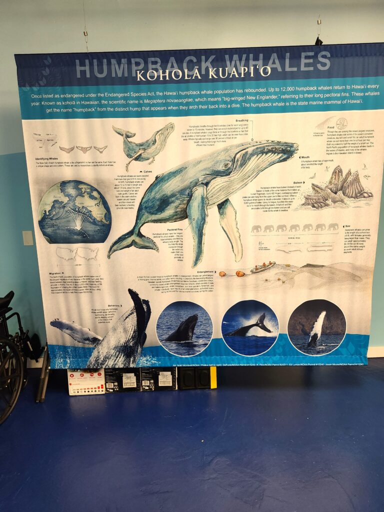 Humpback whales info