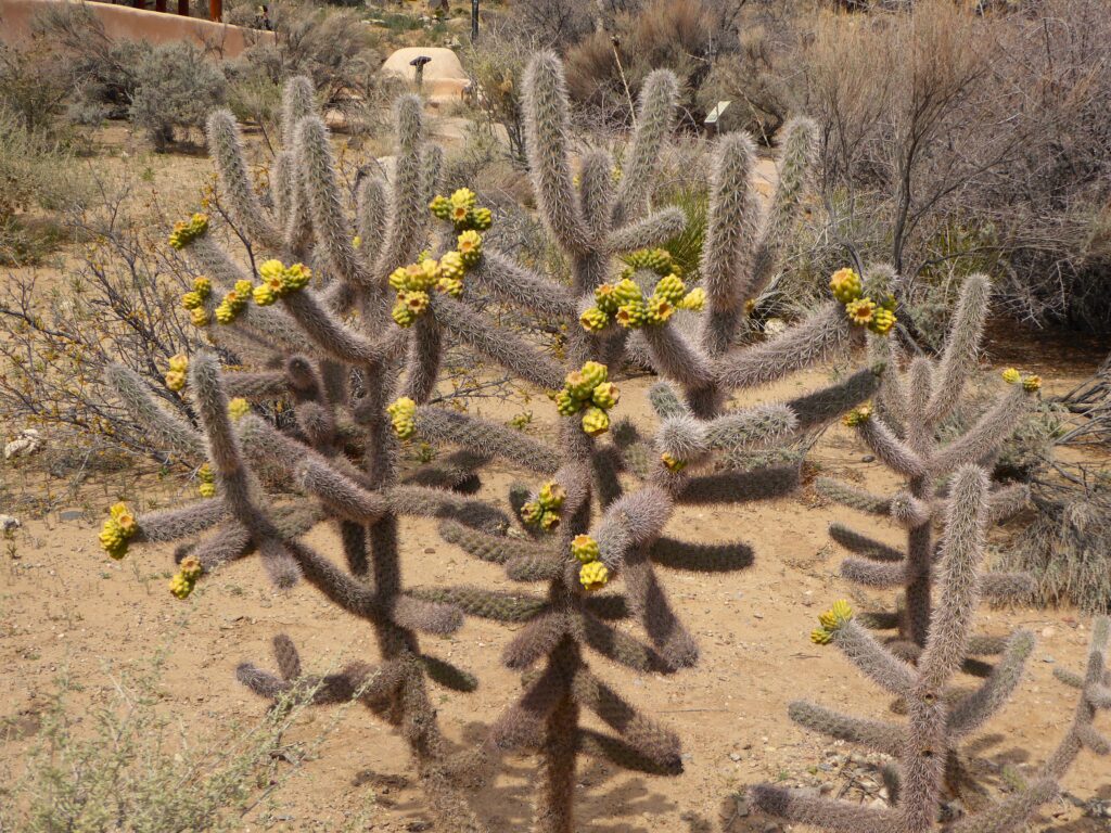 Cactus flower