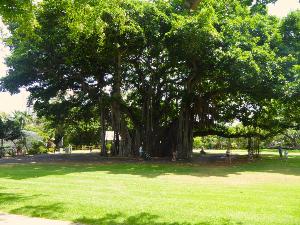 Zoo Banyan Tree