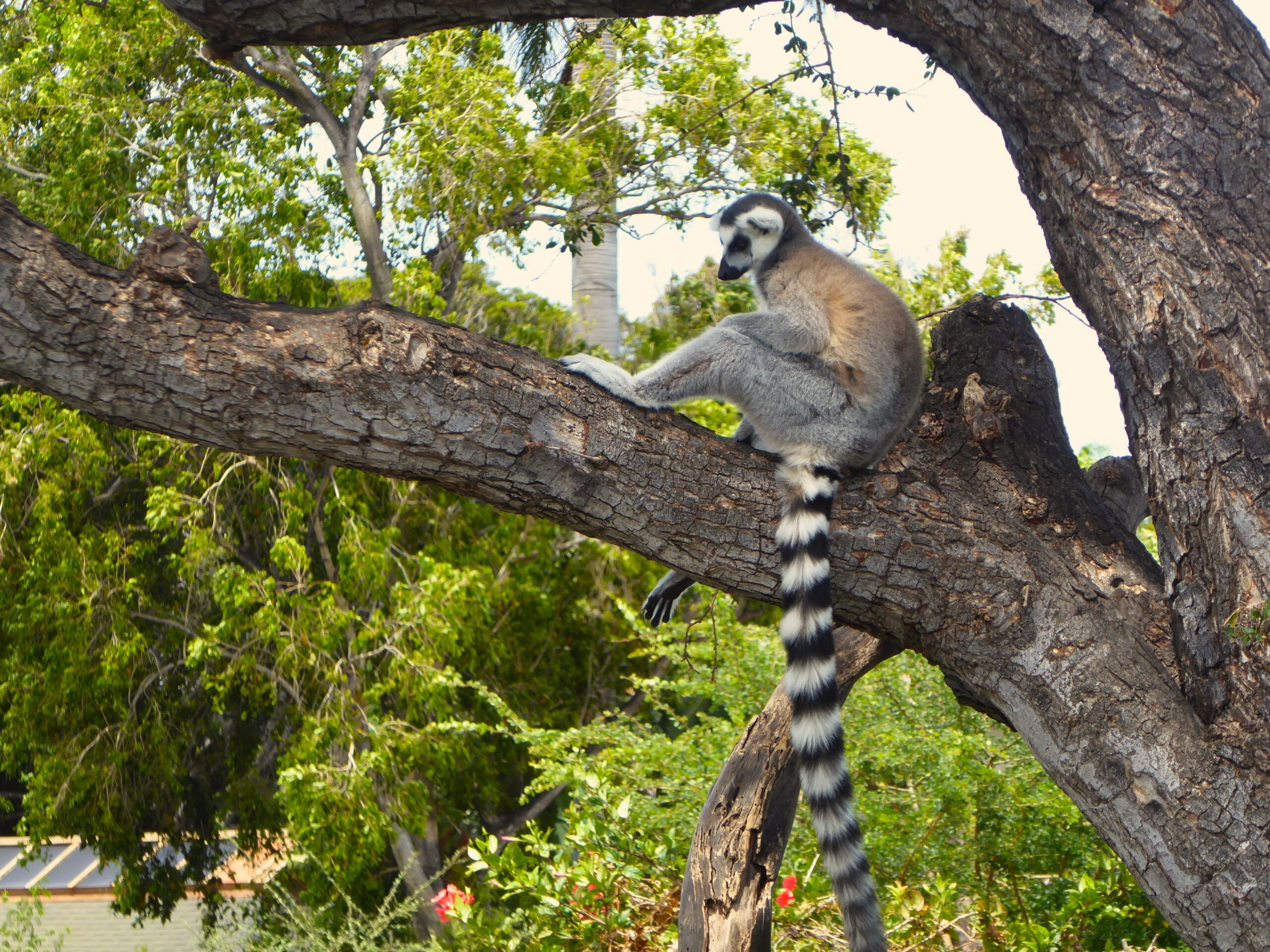 Guide to Honolulu Zoo