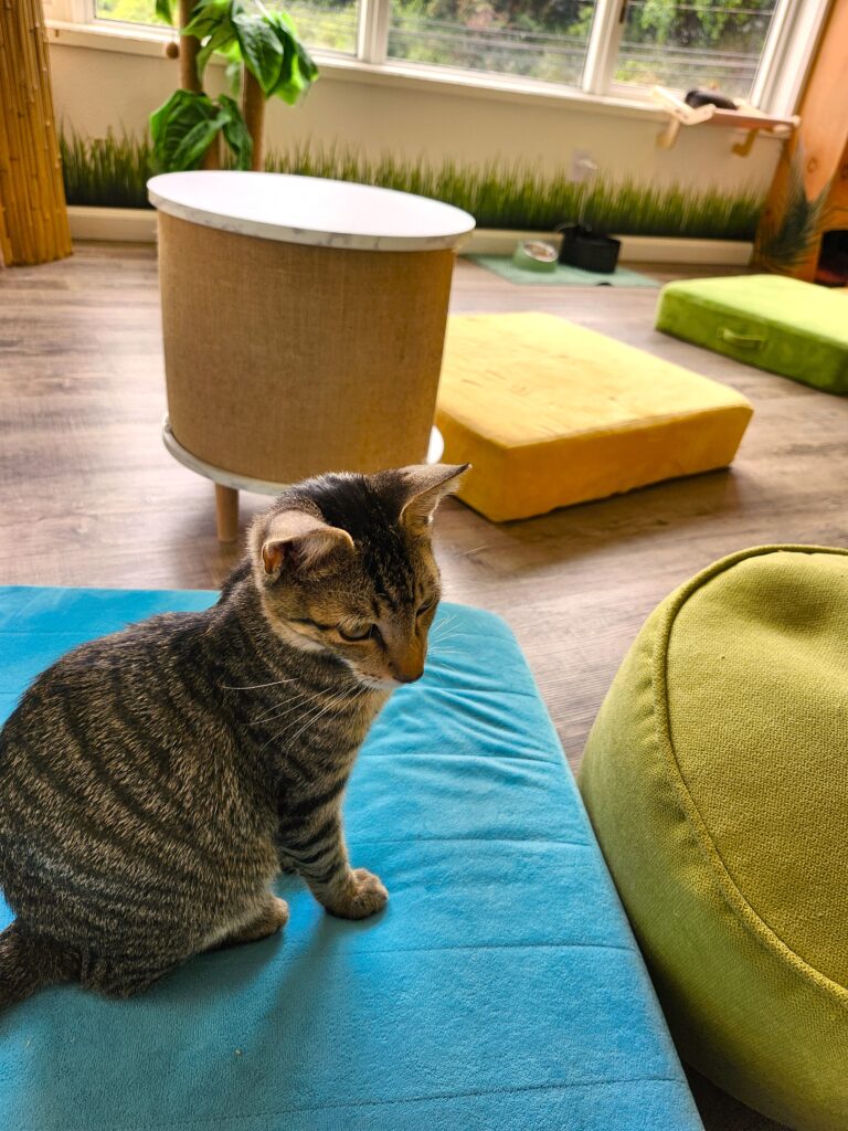 Cat Cafe Kauai