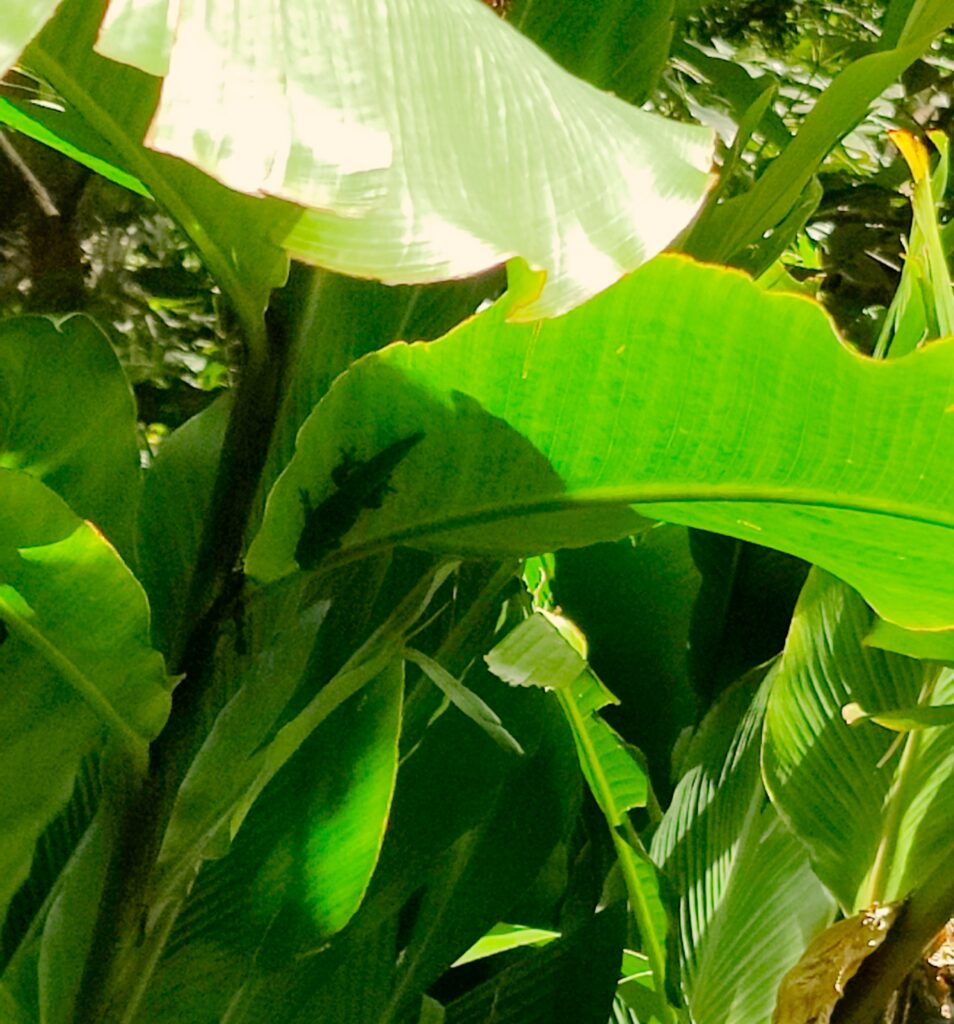 Kauai Plantation Railway Green Anole