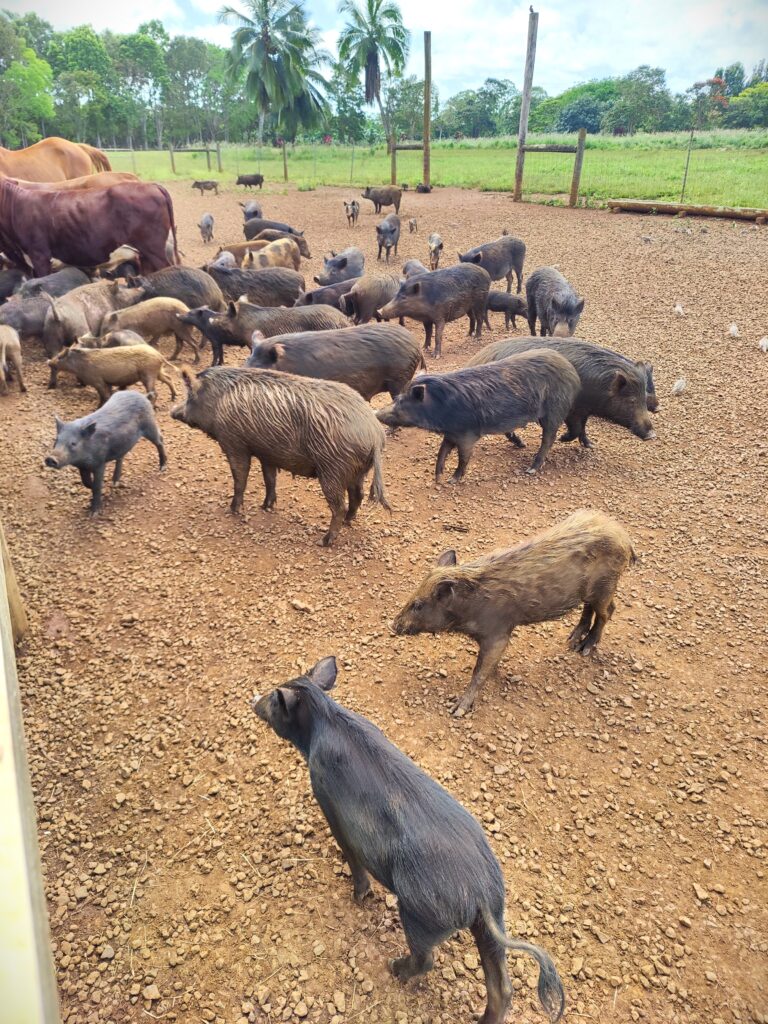 Kilohana Plantation Pigs